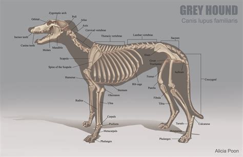 Alicia Poon - Animal Anatomy Charts