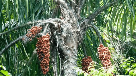 Pejibaye (Peach Palm) Benefits and Uses - Treetarian