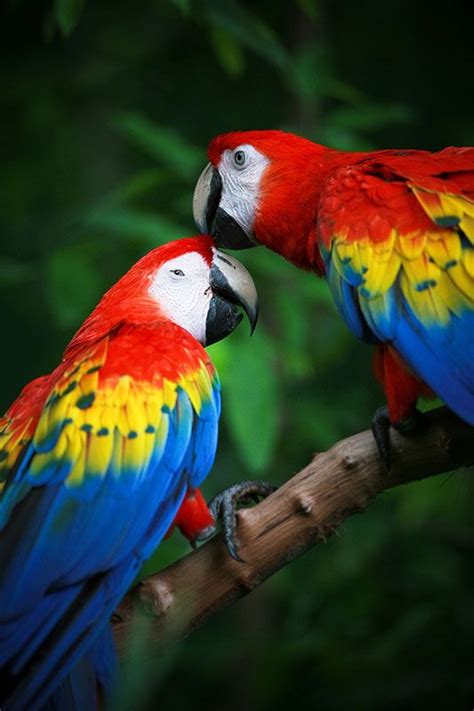 12 fotos espectaculares y coloridas de guacamayas - National Geographic ...