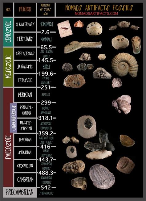 Information For The Collector... | Geologic time scale, Geology, Fossils