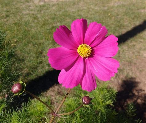 Pink Cosmos Flower Picture | Free Photograph | Photos Public Domain