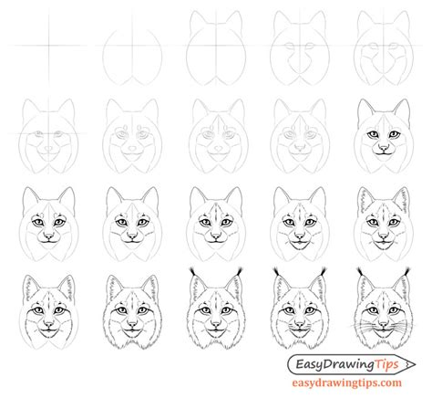 How to Draw a Lynx Face & Head Step by Step - EasyDrawingTips