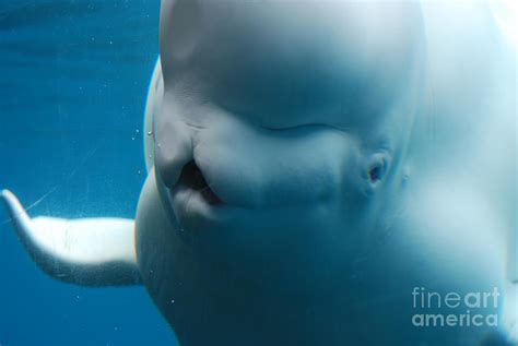 Funny Beluga Whale Photograph by DejaVu Designs