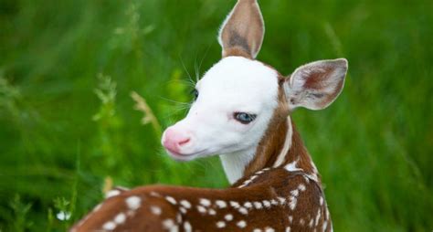 15 Really Cool Piebald and Albino Deer for #WhitetailWednesday ...