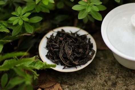 Da Hong Pao Tea Tasting (Teasenz) – Tea Adventures