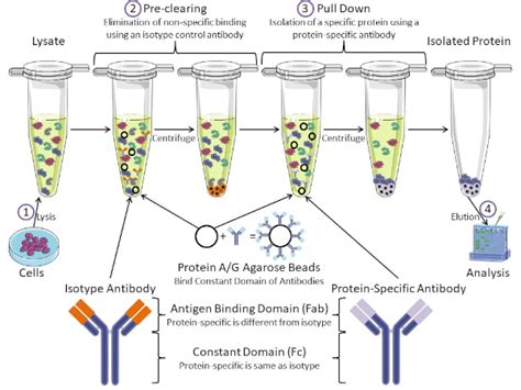 Immunoprecipitation Techniques: Purification of Proteins | Immunology | JoVe