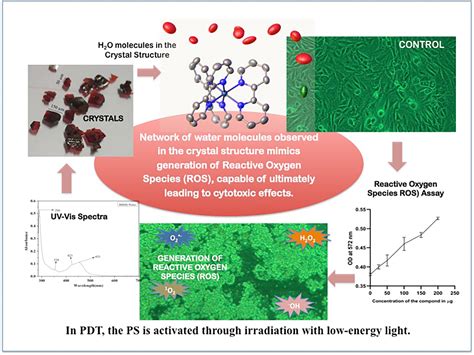 Structure‐based biological investigations on ruthenium complexes containing 2,2′‐bipyridine ...