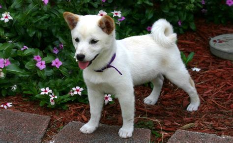 Le Shiba Inu, chien renard : caractère, origine, conseils d'élevage, santé