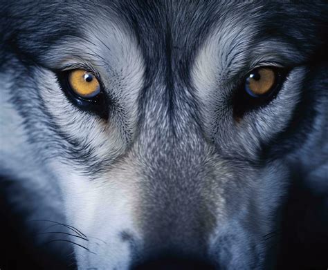 beautiful eyes of a wild wolf. Generative AI 28794131 Stock Photo at ...