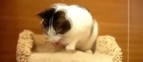 This video of cats puking to techno is so grim yet totally genius | Metro News