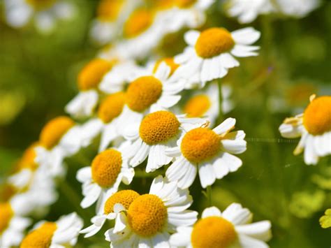 Feverfew Plants: How To Grow Feverfew | Gardening Know How