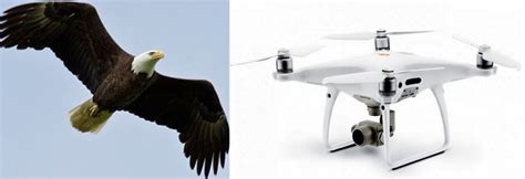 Bald Eagle Attacks Shoreline-Mapping Drone – Drops it into Lake Michigan | UAS VISION