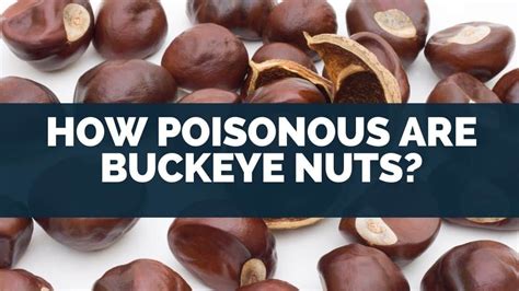 How Poisonous Are Buckeye Nuts To Humans? (Edible, Can You Eat)