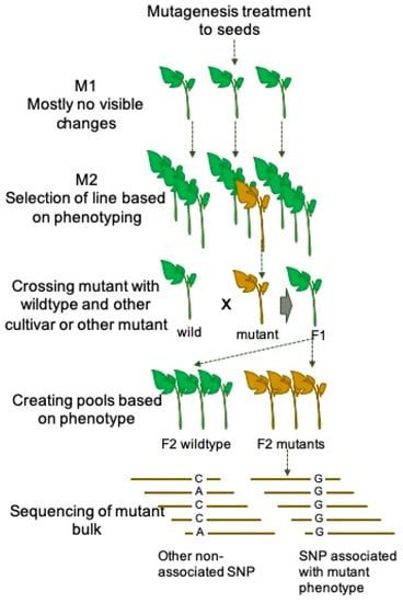 Plants | Free Full-Text | Mutation Breeding in Tomato: Advances ...