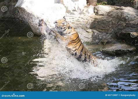 Tiger feeding stock image. Image of animal, nature, tree - 65713087