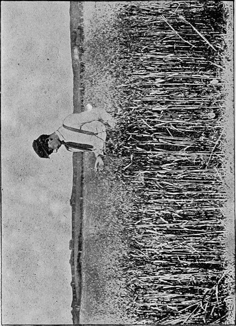 Image from page 195 of "Soiling crops and the silo; how to… | Flickr