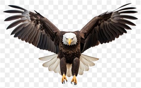 American Eagle Flying Images | Free Photos, PNG Stickers, Wallpapers ...