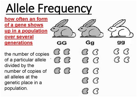 Allele - Definition and Examples | Biology Dictionary