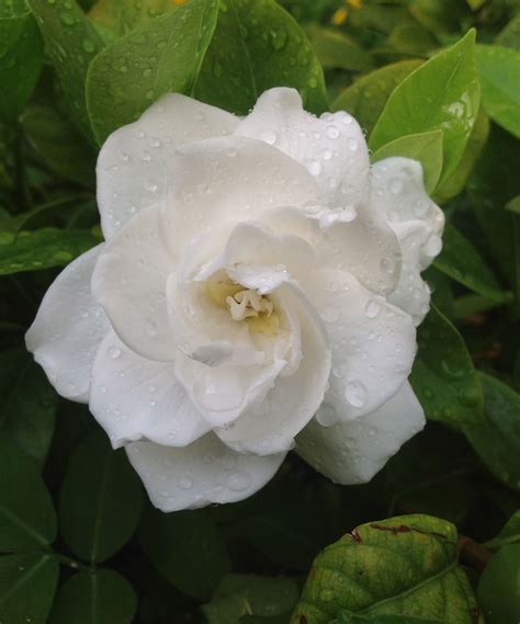 Jasmine from my garden | Flowers, Rose, Garden