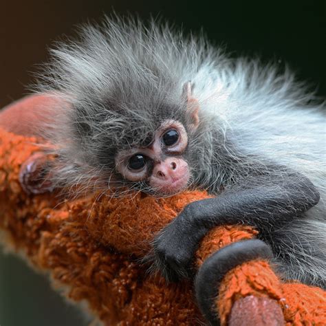 Cute!: Baby Spider Monkey!