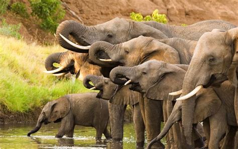 African Elephant: Everything You Need to Know