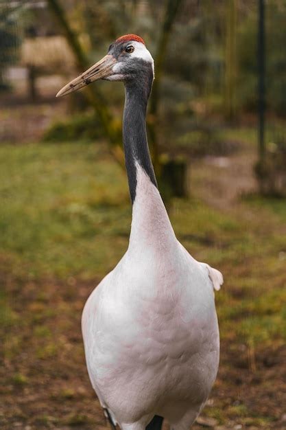 Premium Photo | Red crowned crane