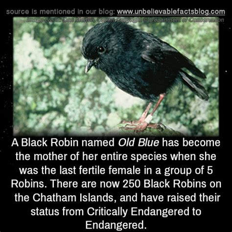 black robin on Tumblr