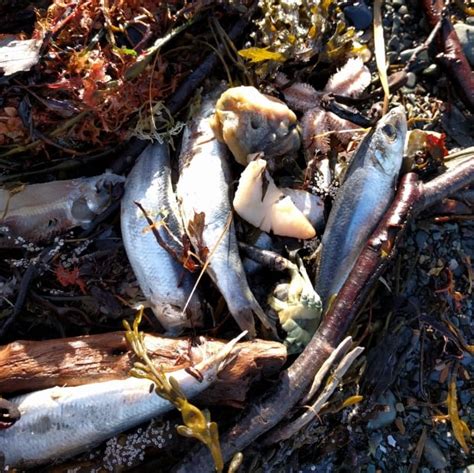 Masses of dead sea creatures being tested after washing ashore in Nova ...