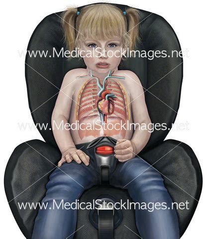 Heart – Medical Stock Images Company