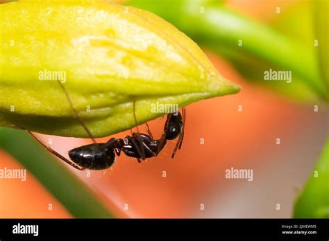 Close up of an ant on a plant eating Stock Photo - Alamy