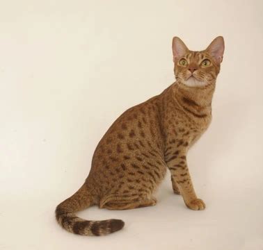 5 Crossbreed Cats | Pets4Homes