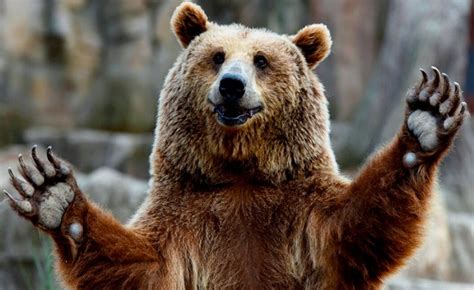 Create meme "grizzly bear, brown bear, bear waving his paw" - Pictures ...