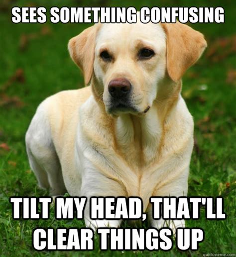 Your Dog's Adorable Head Tilt Has A Surprisingly Scientific Explanation ...