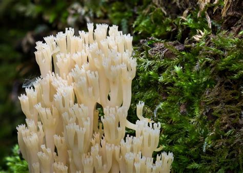 Crown-Tipped Coral: Identification, Foraging, and Cooking Guide ...