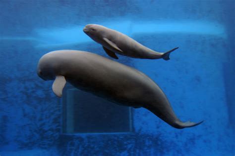 Mexican 'vaquitas marinas,' world's smallest cetaceans, headed toward extinction | Fox News Latino