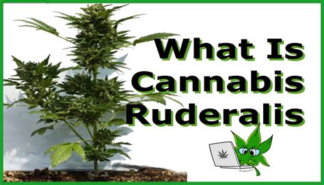 What Is Cannabis Ruderalis?