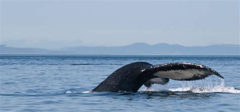 friday harbor whale watching Archives - Friday Harbor House