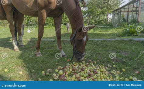 Horses Eating Apple on Pasture. Mouth of a Horse that Eats an Apple. a Horse Eating Fruit ...