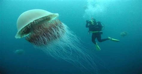 The Lion's Mane Jellyfish, the largest jellyfish in the world. : pics