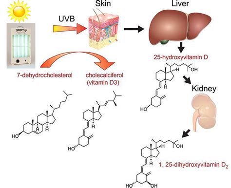 How a Vitamin D Lamp works – SPERTI