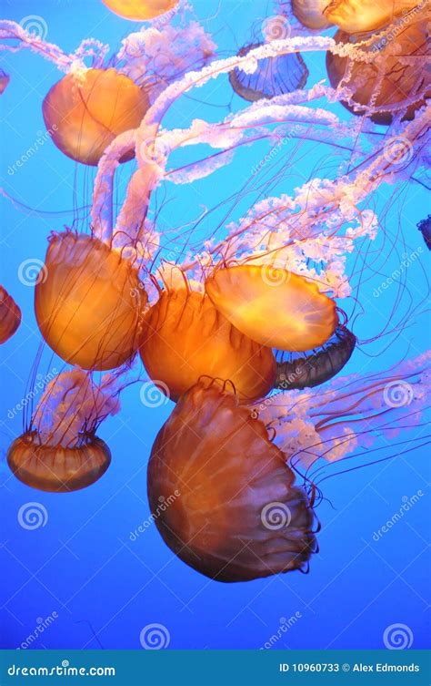 Orange Jellyfish stock image. Image of aquarium, aquatic - 10960733