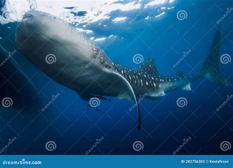 Whale Shark Eat Plankton in Blue Ocean. Giant Whale Shark Swimming ...