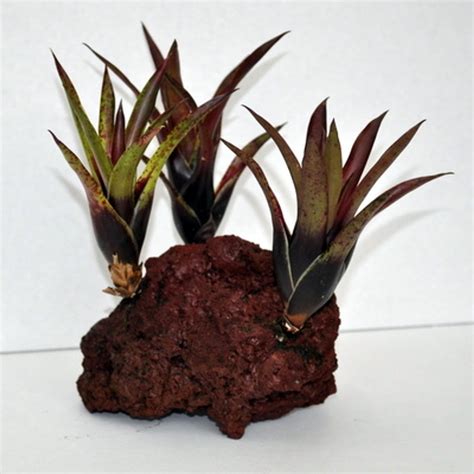 3-Deep Purple Bromeliads on Rock