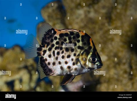 Argus fish scat, Scatophagus argus, Scatophagidae Stock Photo - Alamy