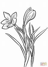 Spring Crocus coloring Page  Free Printable Coloring Pages sketch template