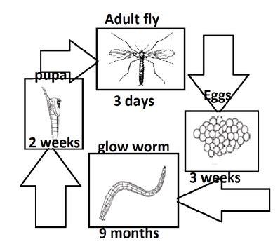 cycle and diagram - Glow Worms