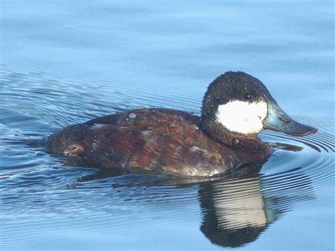 Ruddy Duck Bird Facts (Oxyura jamaicensis) | Bird Fact