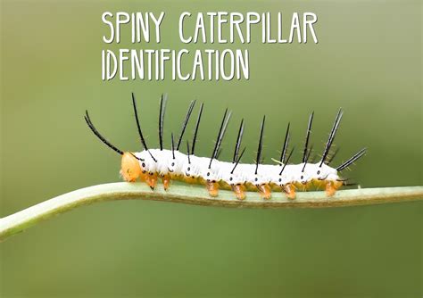 Caterpillars With Spines: A Quick and Easy Guide (With Photos) - Owlcation