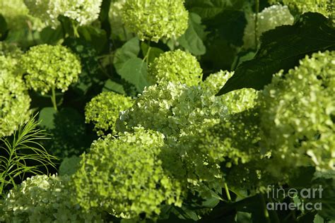 Green Hydrangeas Waiting to Adopt Colors Photograph by Clay Cofer - Fine Art America