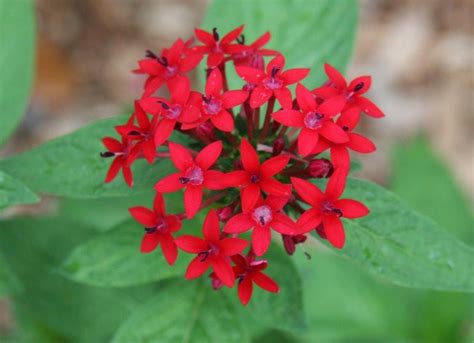 Penta ,Egyptian Star flower,Pentas lanceolata Flower Essence– Aroma ...